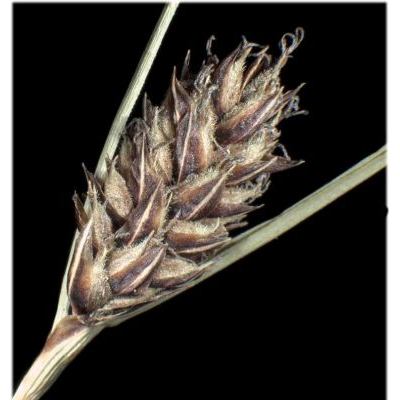 Carex lasiocarpa Ehrh. 
