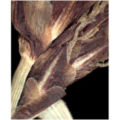 Carex montana L. 