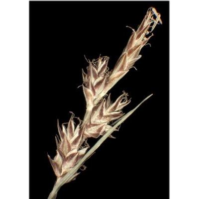 Carex pilulifera L. subsp. pilulifera 