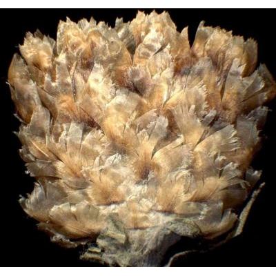 Centaurea jacea subsp. gaudinii (Boiss. & Reut.) Gremli 