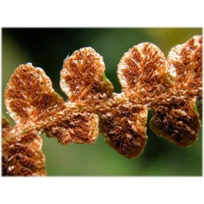 Ceterach officinarum Willd. subsp. officinarum 
