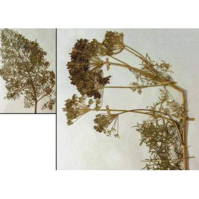 Ligusticum lucidum subsp. seguieri (Jacq.) Leute 