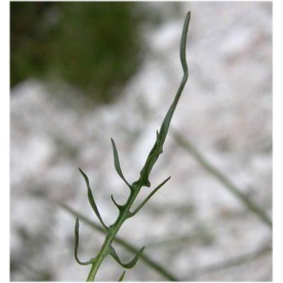 Crepis jacquinii subsp. kerneri (Rech. f.) Merxm. 
