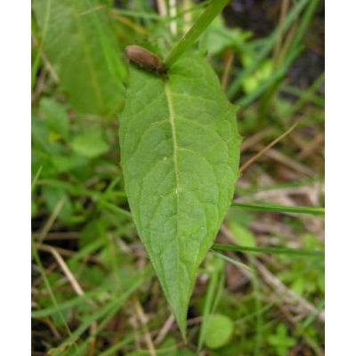 Crepis paludosa (L.) Moench 