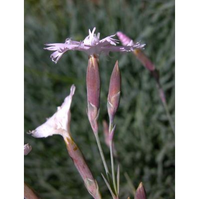 Dianthus plumarius L. 