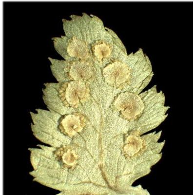 Dryopteris cristata (L.) A. Gray 