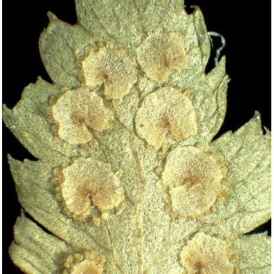Dryopteris cristata (L.) A. Gray 
