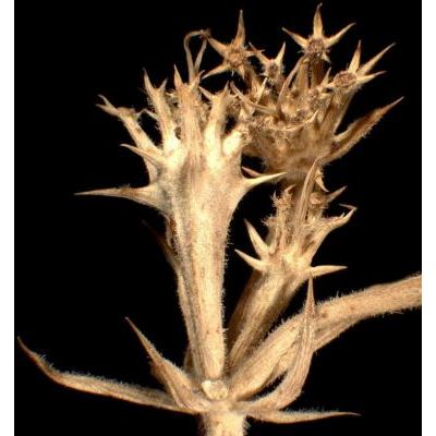 Echinophora spinosa L. 