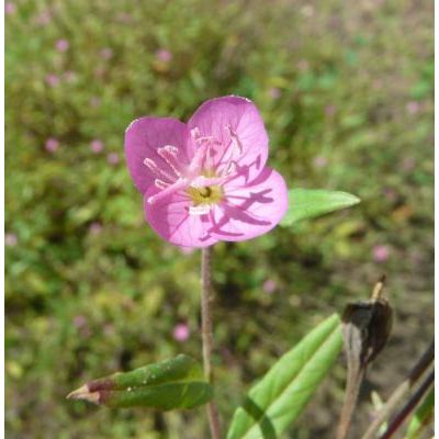 Epilobium roseum Schreb. subsp. roseum 