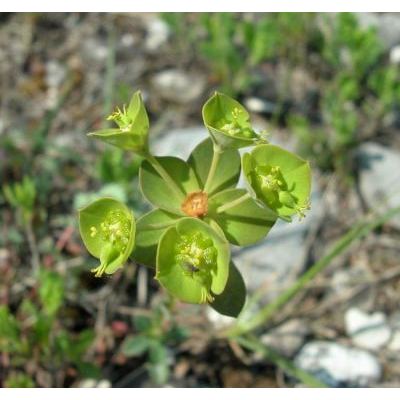 Euphorbia kerneri Huter ex A.Kern. 