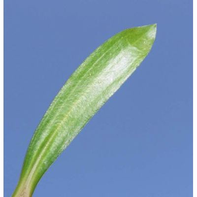 Gentiana angustifolia Vill. 