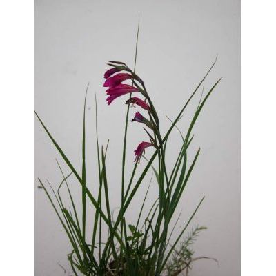 Gladiolus illyricus W.D.J.Koch 