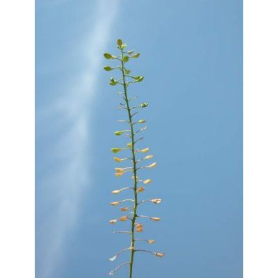 Hornungia petraea (L.) Rchb. subsp. petraea 