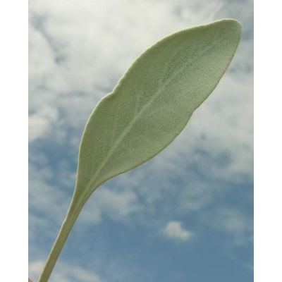 Inula verbascifolia (Willd.) Hausskn. subsp. verbascifolia 