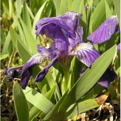 Iris lutescens Lam. 