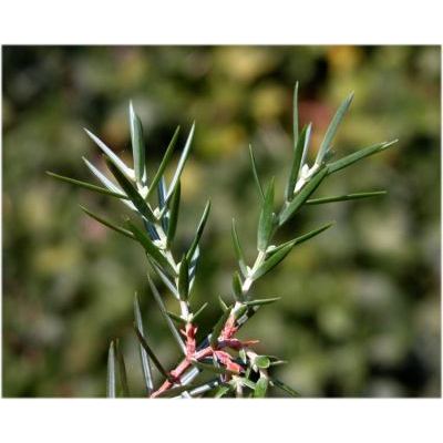 Juniperus macrocarpa Sm. 