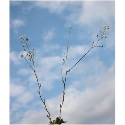 Kernera saxatilis (L.) Sweet subsp. saxatilis 