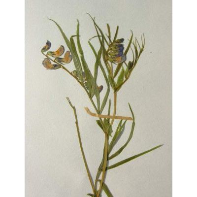 Lathyrus vernus subsp. flaccidus (Kit.) Arcang. 