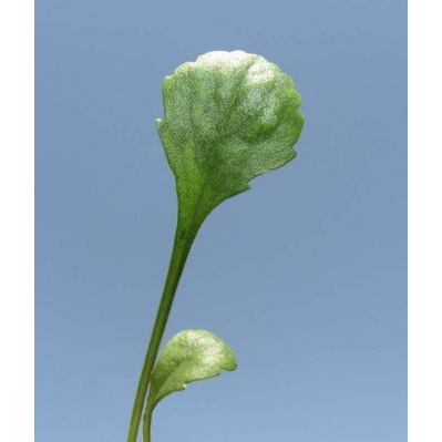 Leucanthemum ircutianum subsp. leucolepis (Briq. & Cavill.) Vogt & Greuter 