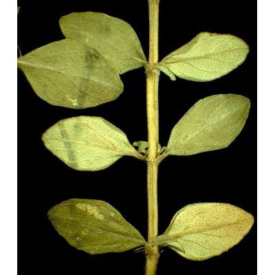 Micromeria thymifolia (Scop.) Fritsch 