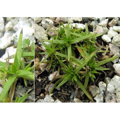 Mcneillia graminifolia (Ard.) Dillenb. & Kadereit subsp. graminifolia 