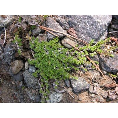 Minuartia rupestris (Scop.) Schinz & Thell. subsp. rupestris 