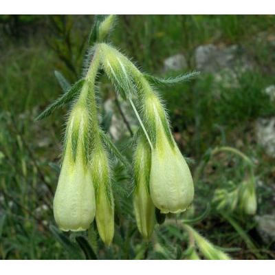 Onosma echioides subsp. dalmatica (Scheele) Peruzzi & N. G. Passal. 