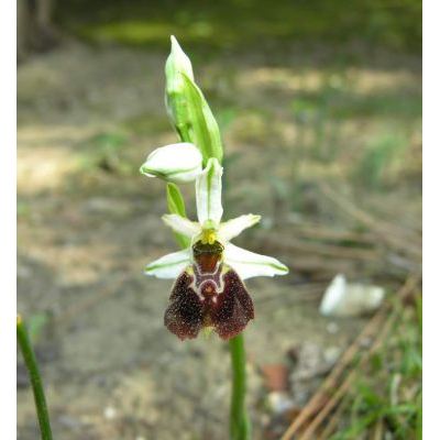 Ophrys exaltata Ten. subsp. exaltata 