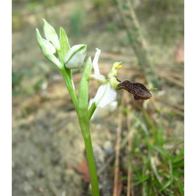 Ophrys exaltata Ten. subsp. exaltata 
