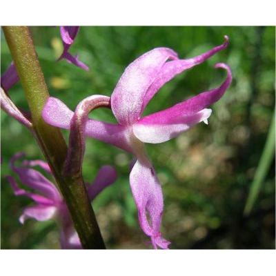 Orchis mascula (L.) L. subsp. mascula 