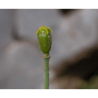 Papaver alpinum aggr. 