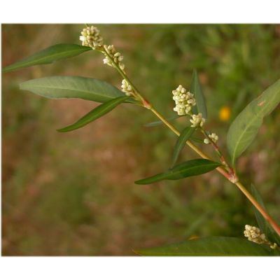 Persicaria lapathifolia (L.) Delarbre subsp. pallida (With.) Á. Love 
