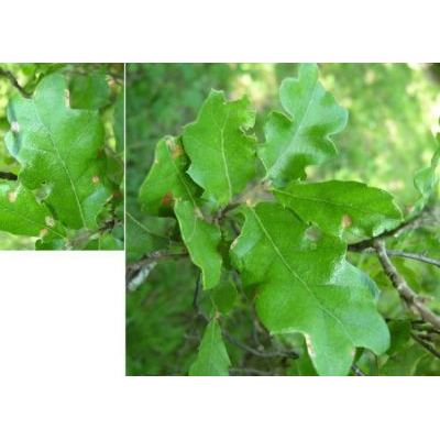 Quercus crenata Lam. 