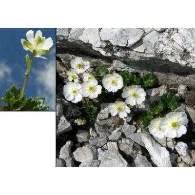 Ranunculus alpestris L. 