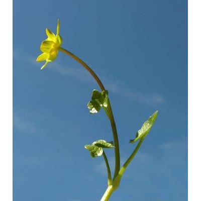 Ficaria verna subsp. ficariiformis (Rouy & Foucaud) Sóo 
