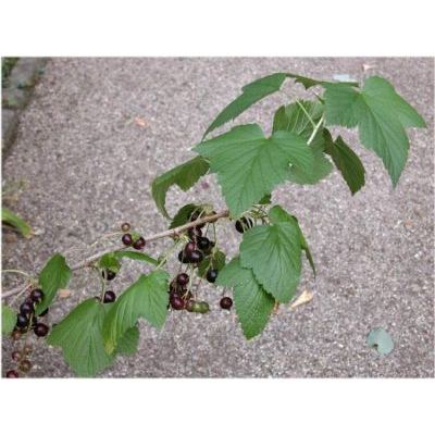 Ribes nigrum L. 