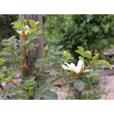 Rosa spinosissima L. 