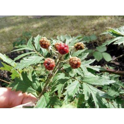 Rubus laciniatus Willd. 