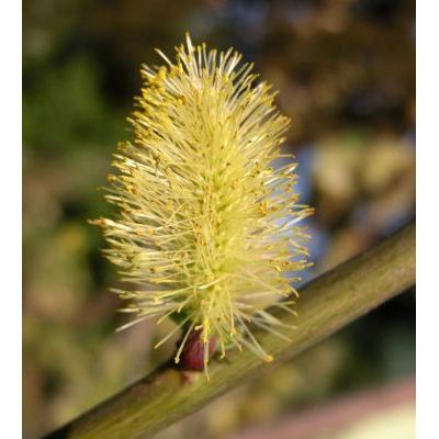 Salix aurita L. 