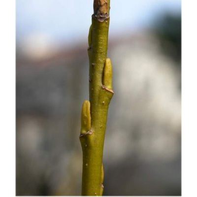 Salix glabra Scop. 