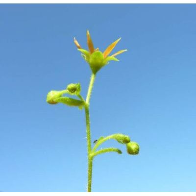 Saxifraga mutata L. subsp. mutata 