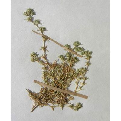 Scleranthus perennis L. subsp. perennis 