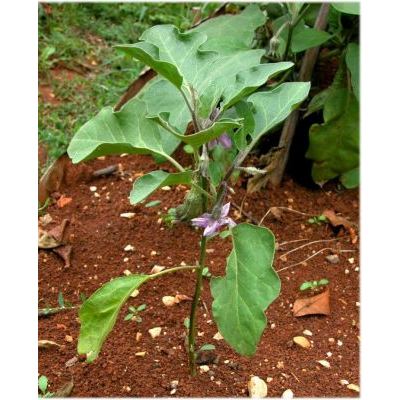 Solanum melongena L. 