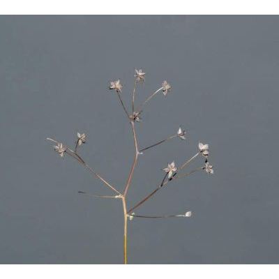 Thalictrum foetidum L. subsp. foetidum 
