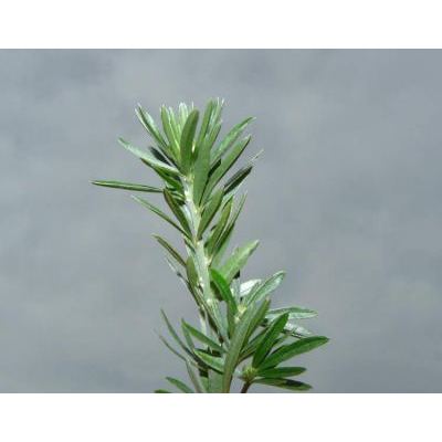 Teline linifolia (L.) Webb & Berthel. subsp. linifolia 