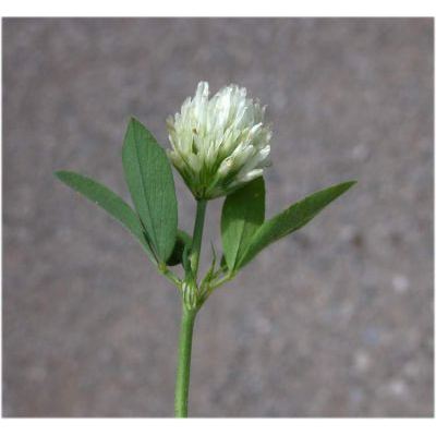 Trifolium alexandrinum L. 