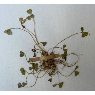 Trifolium suffocatum L. 