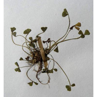 Trifolium suffocatum L. 