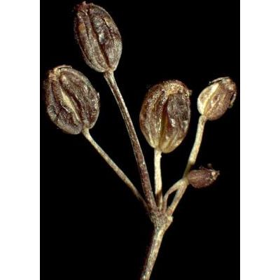 Trinia glauca (L.) Dumort. subsp. glauca 