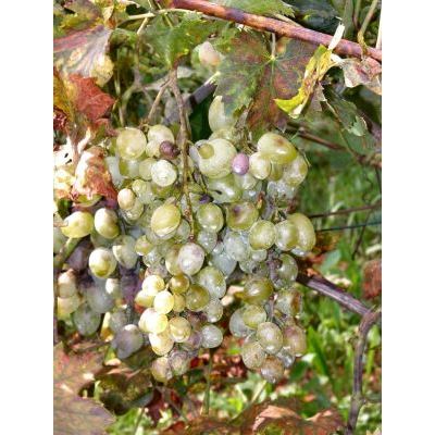 Vitis vinifera L. subsp. vinifera 